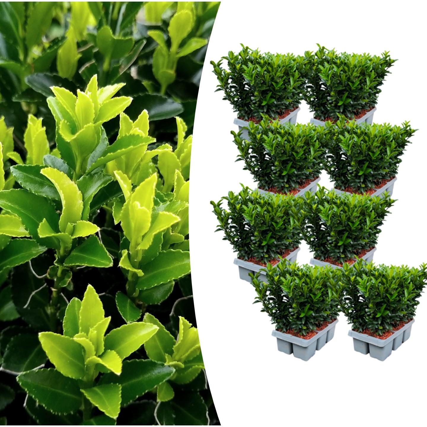 8 x 6 pack Euonymus 'Green Spire' - Ø 7 cm - ↨ 15 cm - Happy City Plants