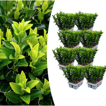 8 x 6 pack Euonymus 'Green Spire' - Ø 7 cm - ↨ 15 cm - Happy City Plants