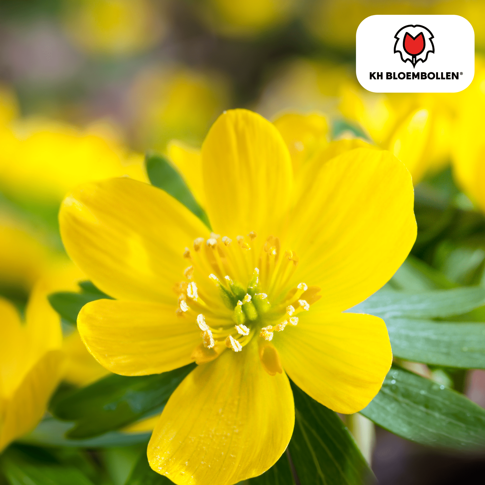 Akonieten bollen 30 stuks (30 stuks) - Happy City Plants
