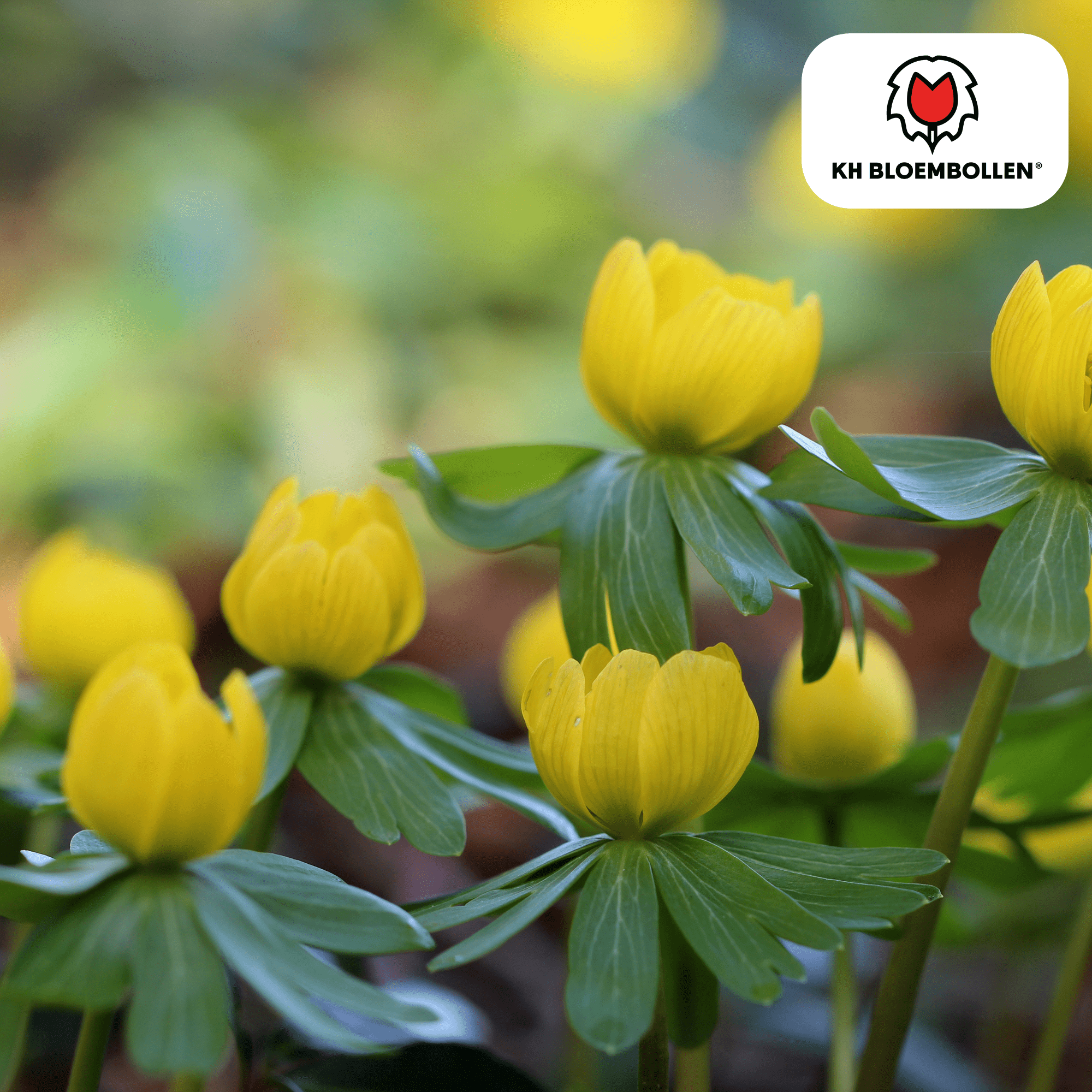 Akonieten bollen 30 stuks (30 stuks) - Happy City Plants