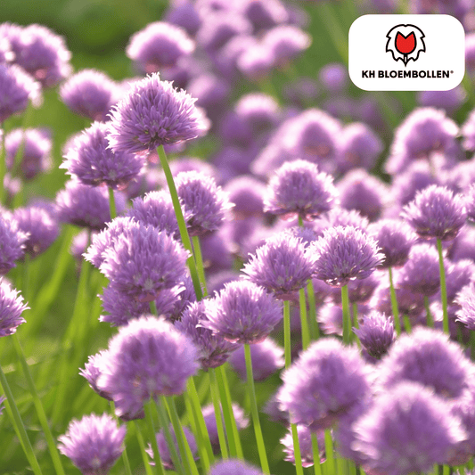 Allium (15 stuks) – architecturale schoonheid - Happy City Plants