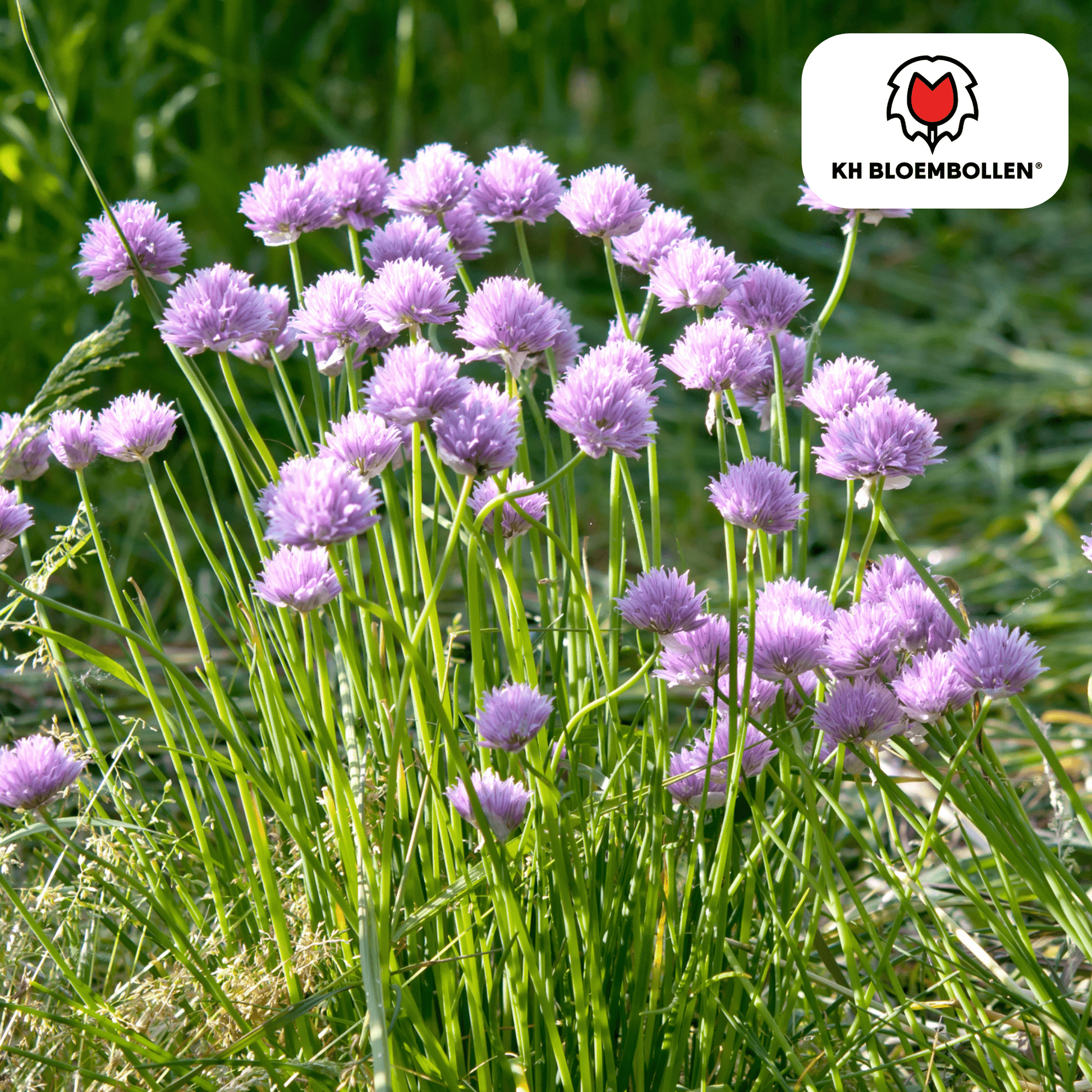 Allium (15 stuks) – architecturale schoonheid - Happy City Plants