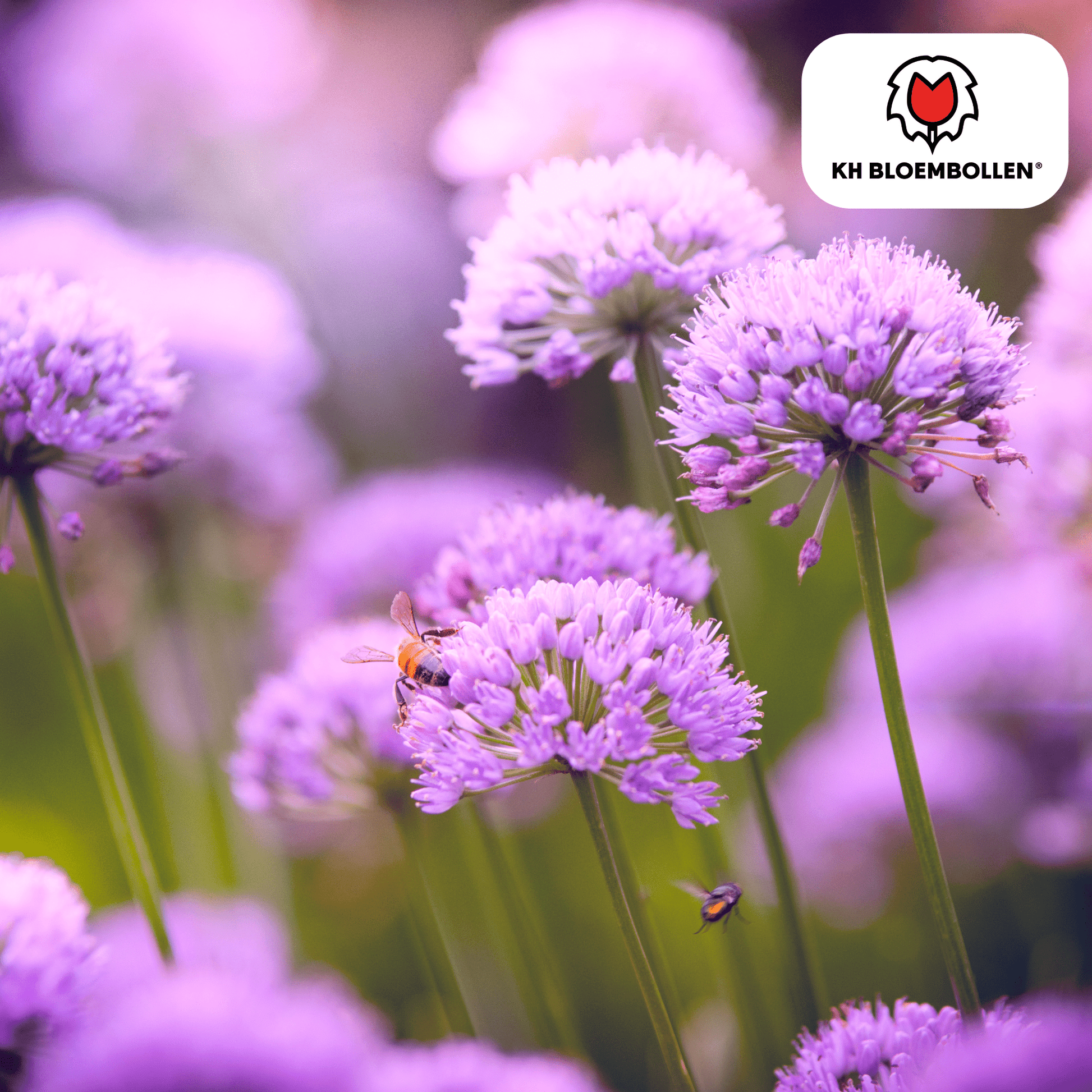 Allium (15 stuks) – architecturale schoonheid - Happy City Plants