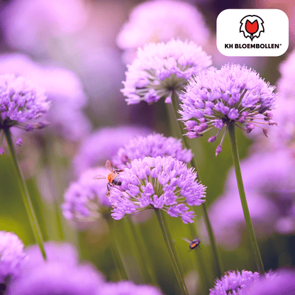 Allium (15 stuks) – architecturale schoonheid - Happy City Plants