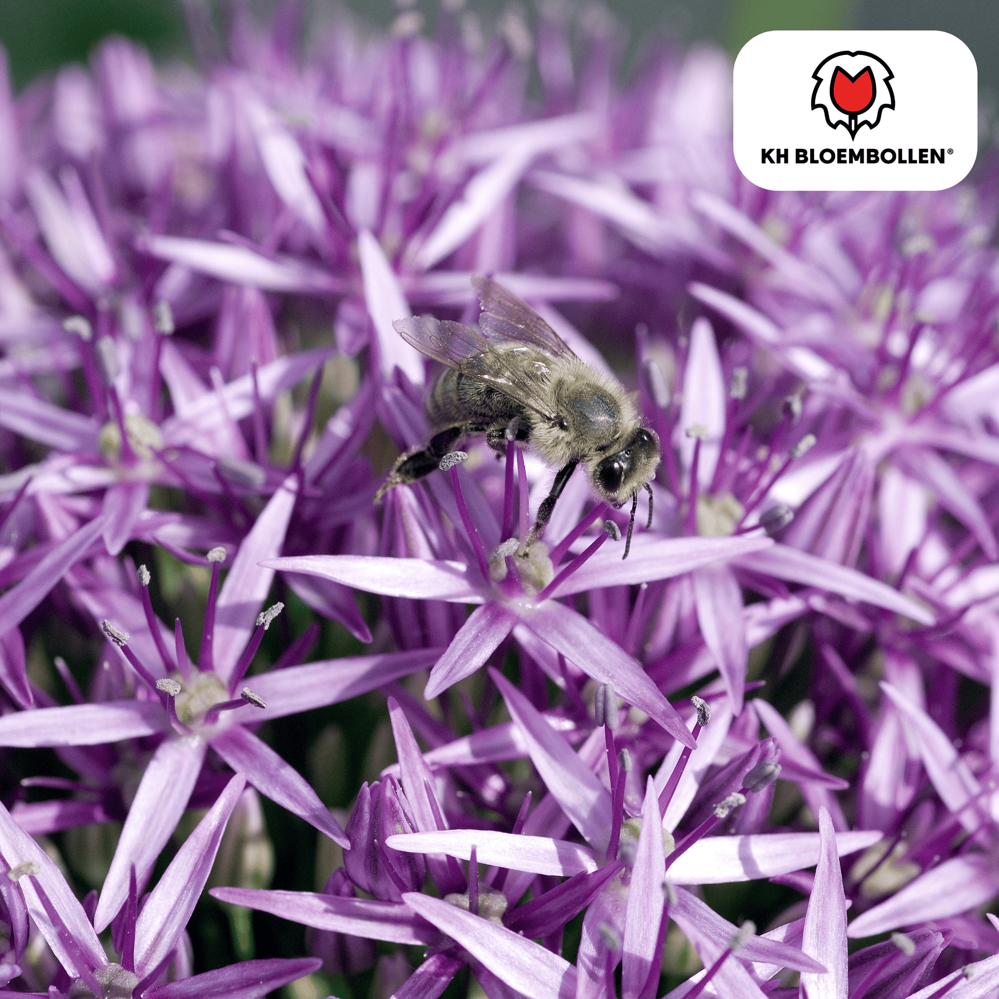 Allium (5 stuks) – architecturale schoonheid - Happy City Plants