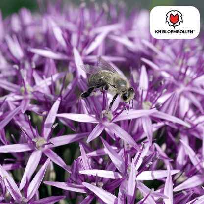 Allium (5 stuks) – architecturale schoonheid - Happy City Plants