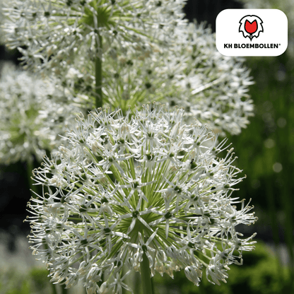 Allium (5 stuks) – architecturale schoonheid - Happy City Plants