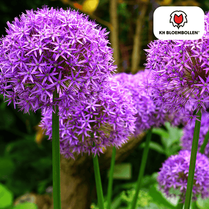 Allium (5 stuks) – architecturale schoonheid - Happy City Plants
