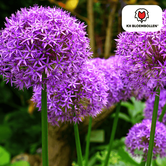 Allium (5 stuks) – architecturale schoonheid - Happy City Plants