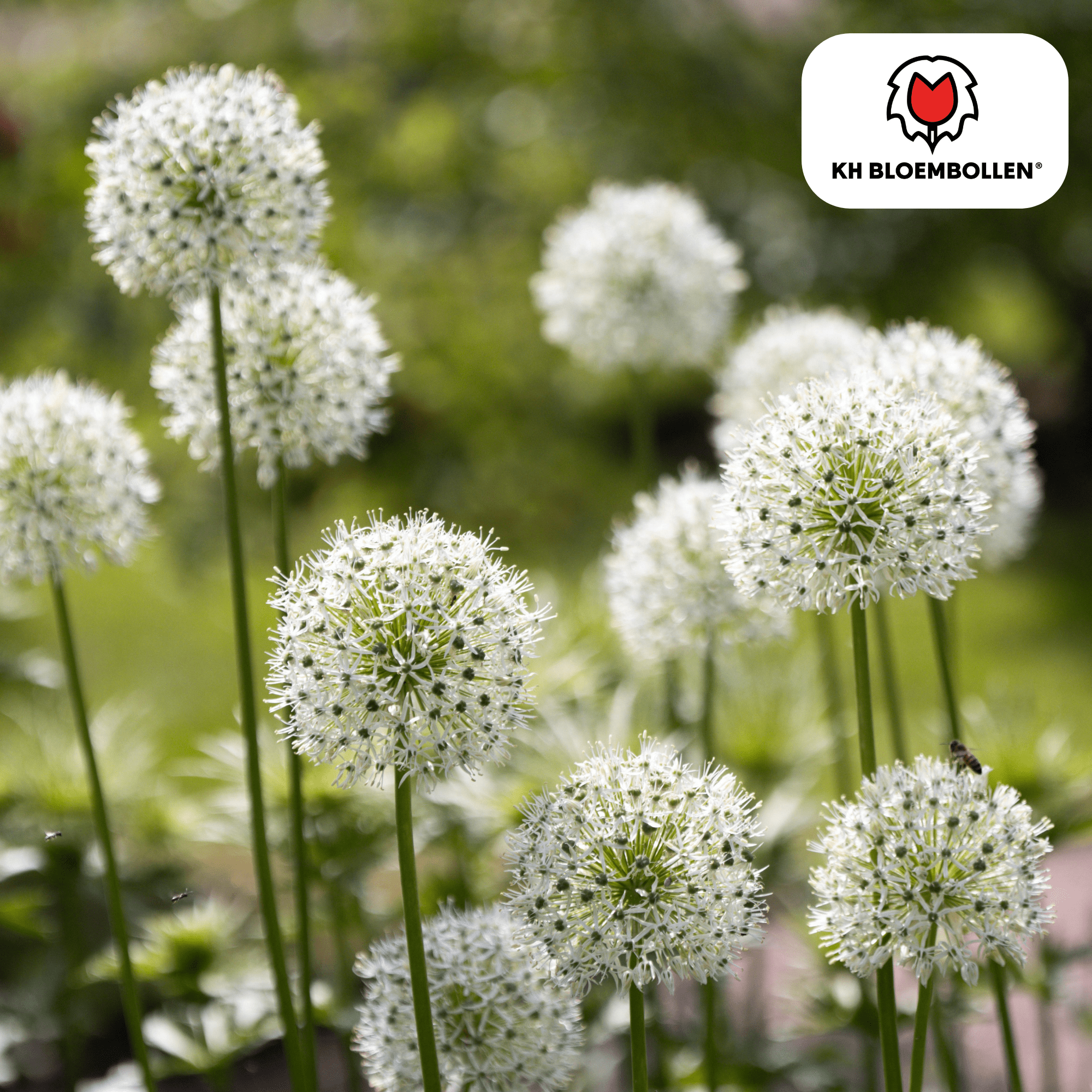 Allium (5 stuks) – architecturale schoonheid - Happy City Plants