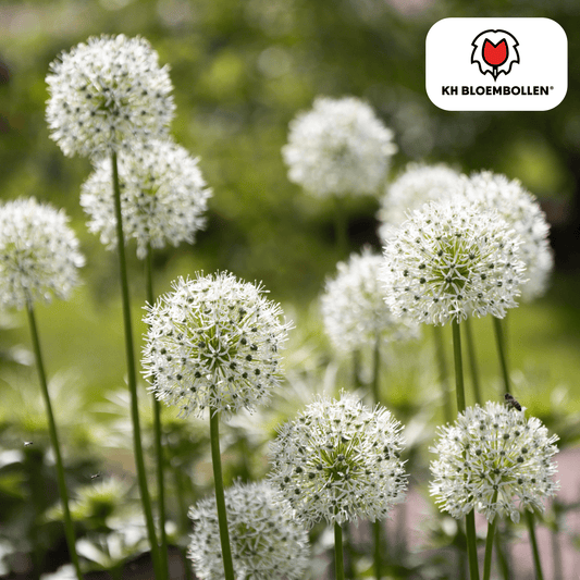 Allium (5 stuks) – architecturale schoonheid - Happy City Plants