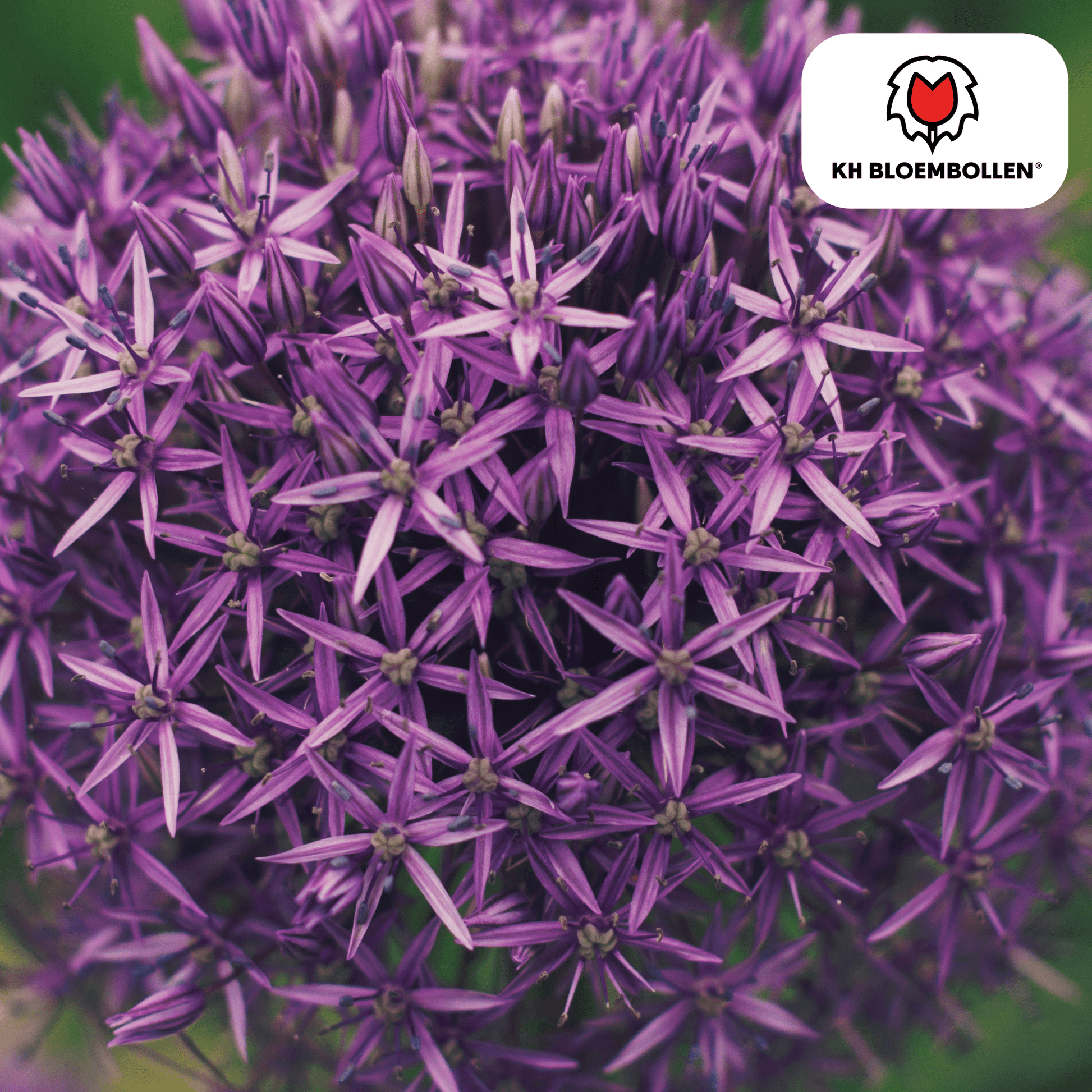 Allium (5 stuks) – architecturale schoonheid - Happy City Plants