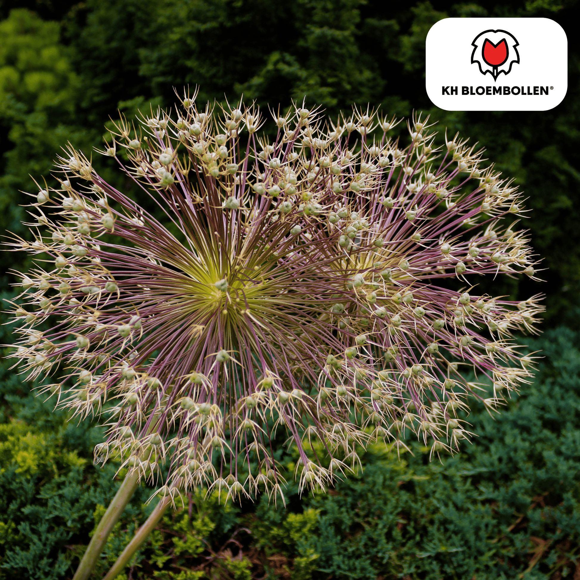 Allium (5 stuks) – architecturale schoonheid - Happy City Plants