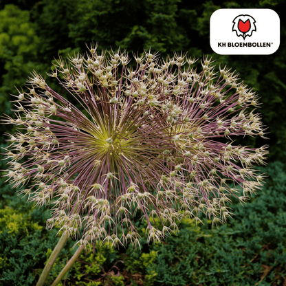 Allium (5 stuks) – architecturale schoonheid - Happy City Plants