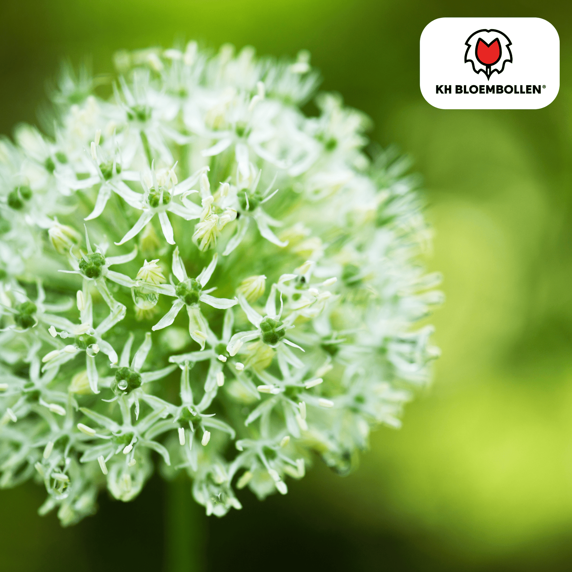 Allium (5 stuks) – architecturale schoonheid - Happy City Plants