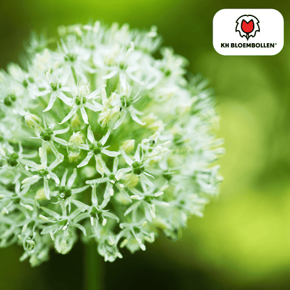 Allium (5 stuks) – architecturale schoonheid - Happy City Plants