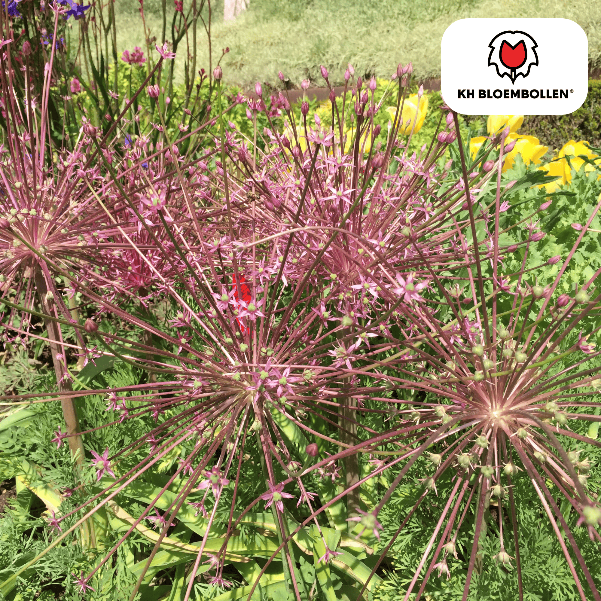 Allium (5 stuks) – architecturale schoonheid - Happy City Plants