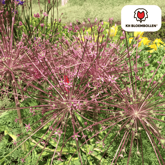 Allium (5 stuks) – architecturale schoonheid - Happy City Plants