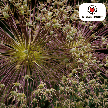 Allium (5 stuks) – architecturale schoonheid - Happy City Plants