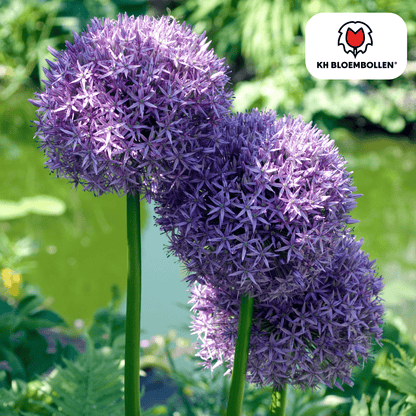 Allium (5 stuks) – architecturale schoonheid - Happy City Plants