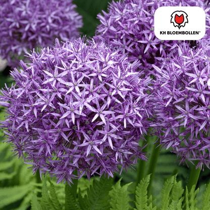 Allium (5 stuks) – architecturale schoonheid - Happy City Plants