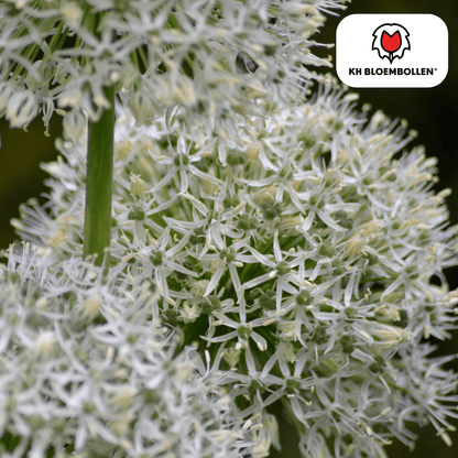 Allium (5 stuks) – architecturale schoonheid - Happy City Plants