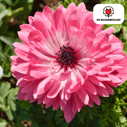 Anemoon (30 stuks) – sprankelende lentekleuren - Happy City Plants