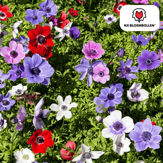 Anemoon (30 stuks) – sprankelende lentekleuren - Happy City Plants