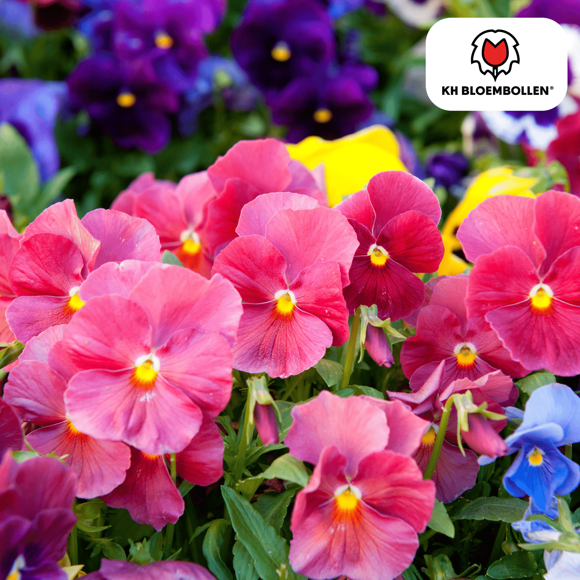 Anemoon (30 stuks) – sprankelende lentekleuren - Happy City Plants