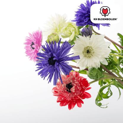 Anemoon (30 stuks) – sprankelende lentekleuren - Happy City Plants