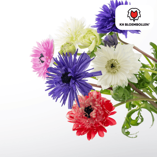 Anemoon (30 stuks) – sprankelende lentekleuren - Happy City Plants