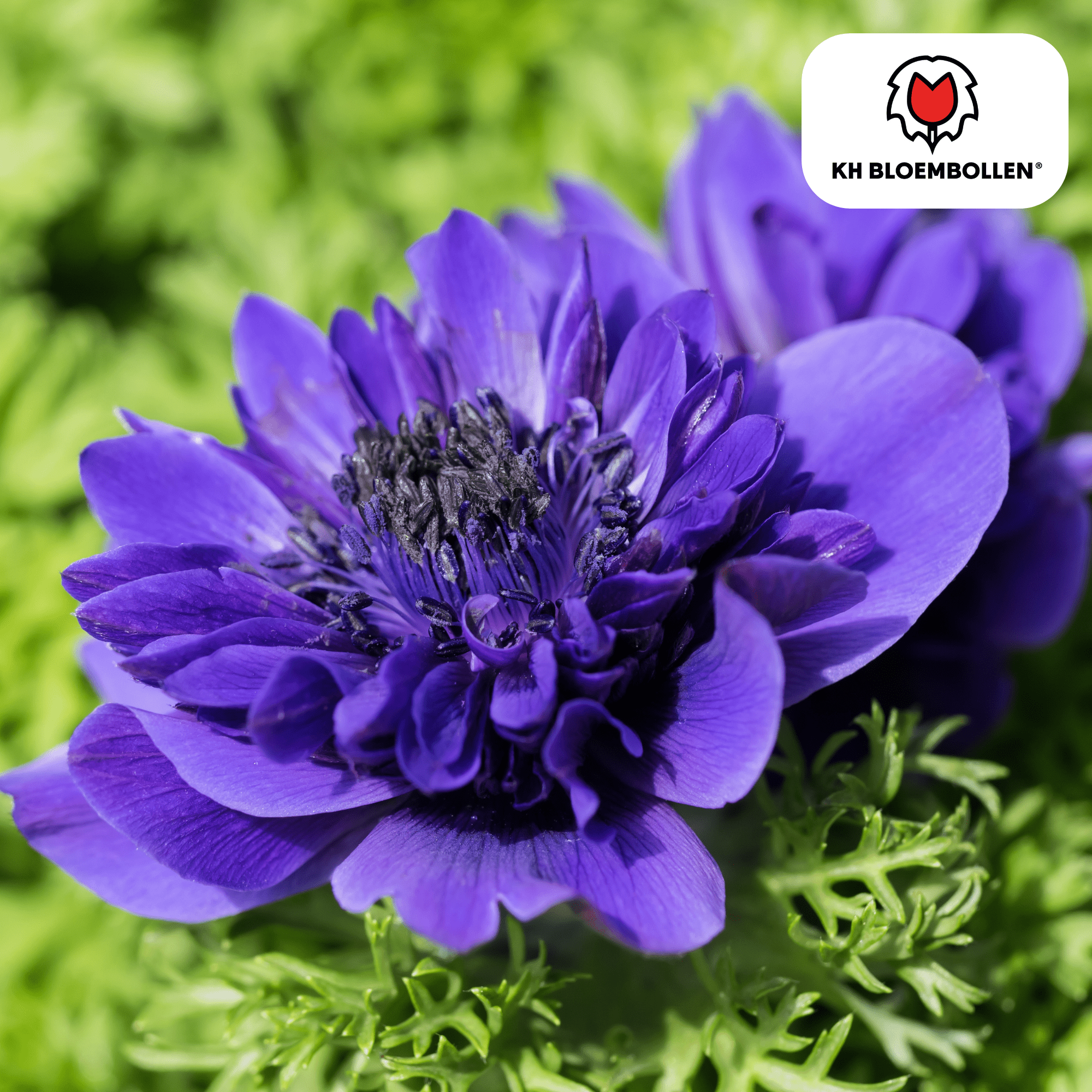 Anemoon (30 stuks) – sprankelende lentekleuren - Happy City Plants