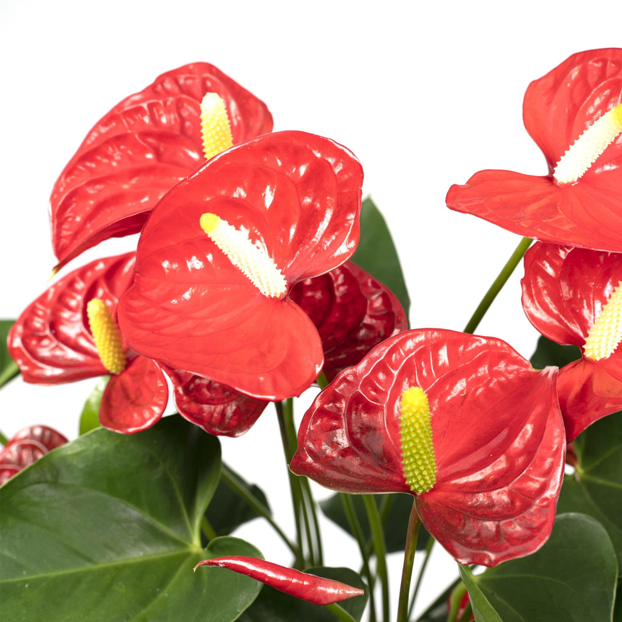 Anthurium Red - Ø17cm - ↕55cm - Happy City Plants