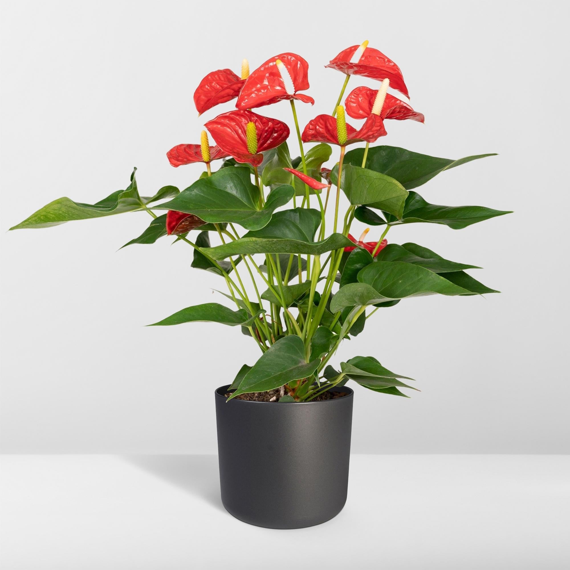 Anthurium Red - Ø17cm - ↕55cm - Happy City Plants