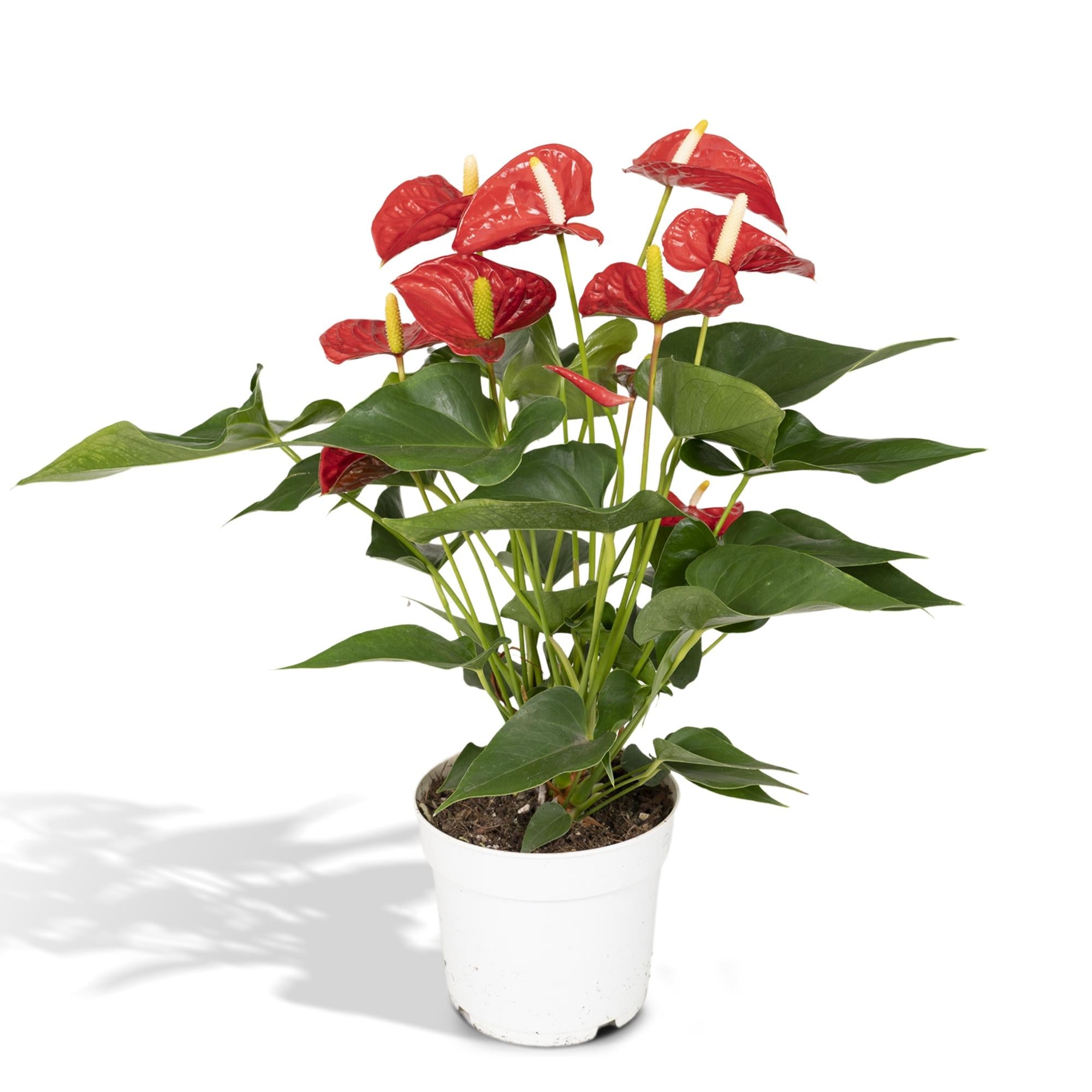 Anthurium Red - Ø17cm - ↕55cm - Happy City Plants