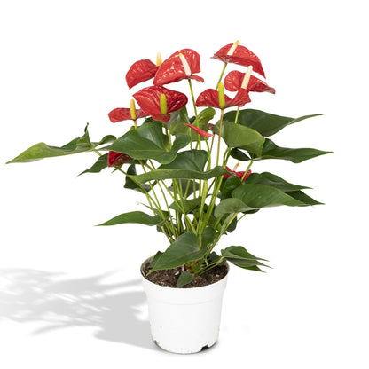 Anthurium Red - Ø17cm - ↕55cm - Happy City Plants