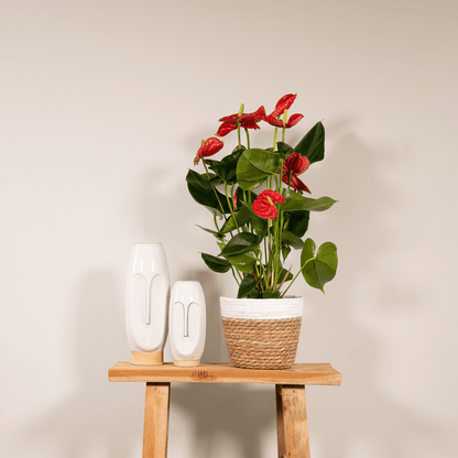 Anthurium Red - Ø17cm - ↕55cm - Happy City Plants
