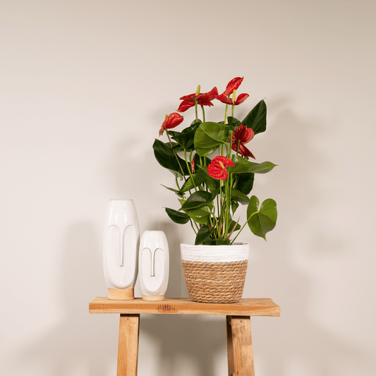 Anthurium Red - Ø17cm - ↕55cm - Happy City Plants