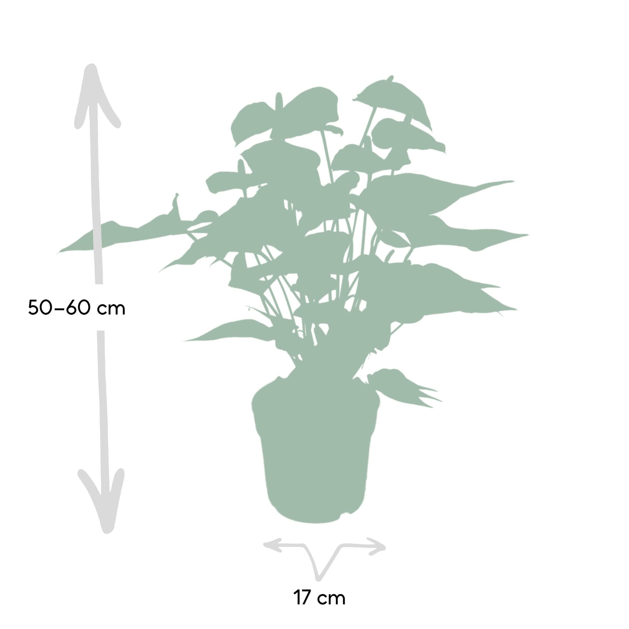 Anthurium Red - Ø17cm - ↕55cm - Happy City Plants