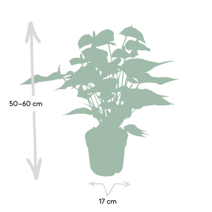 Anthurium Red - Ø17cm - ↕55cm - Happy City Plants