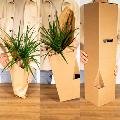 Anthurium Red - Ø17cm - ↕55cm - Happy City Plants