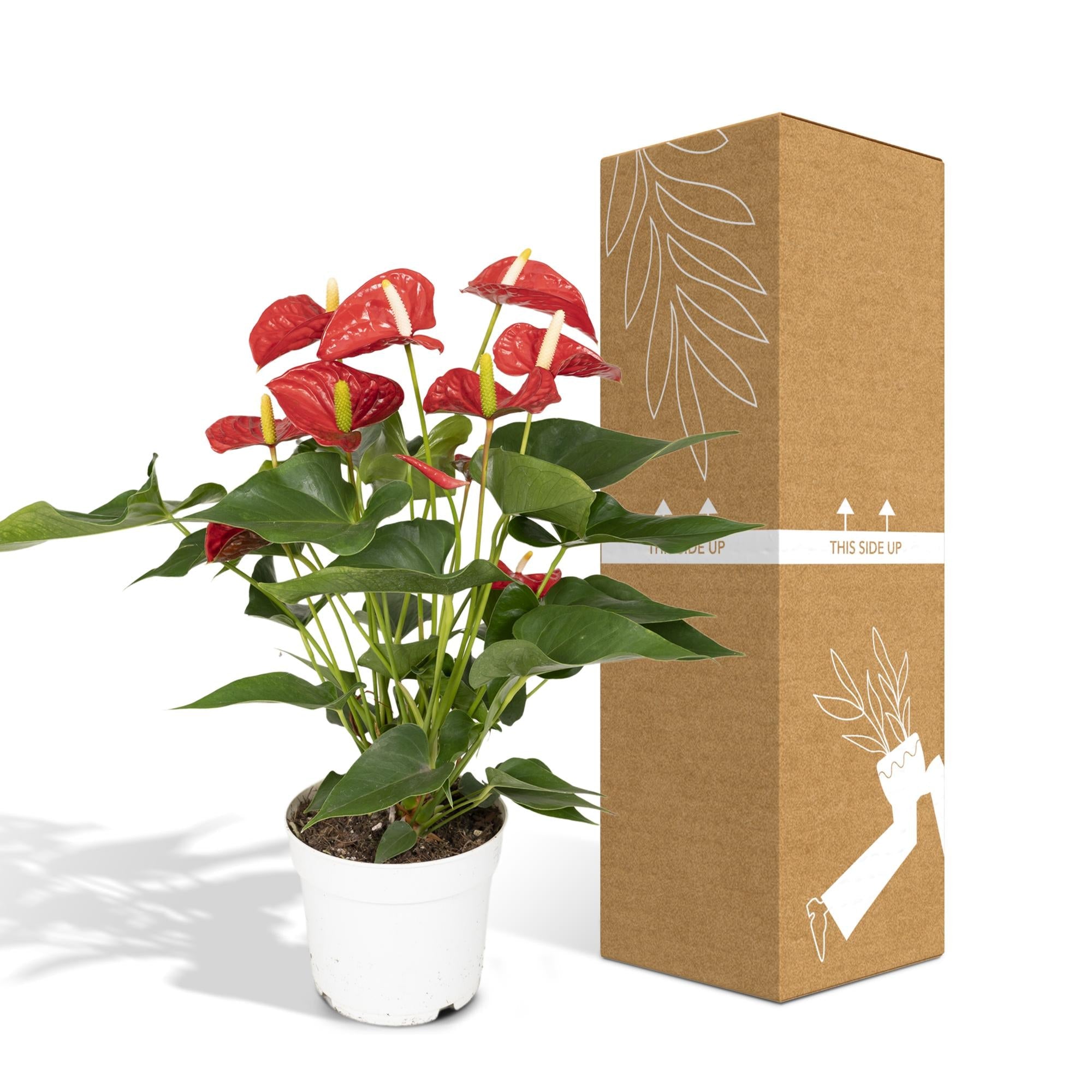 Anthurium Red - Ø17cm - ↕55cm - Happy City Plants