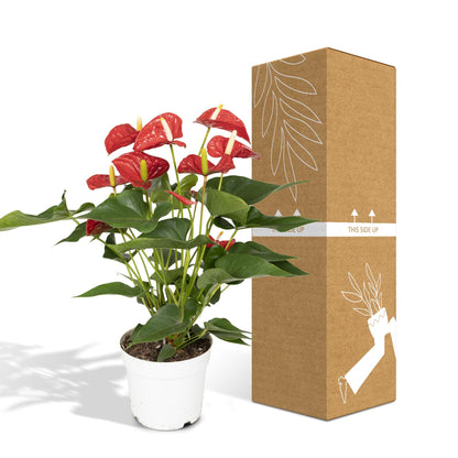 Anthurium Red - Ø17cm - ↕55cm - Happy City Plants