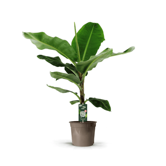 Bananenplant (Musa) - 140 cm - Ø27cm - Happy City Plants bananenplant musa horeca plant happy city plants horcabroers
