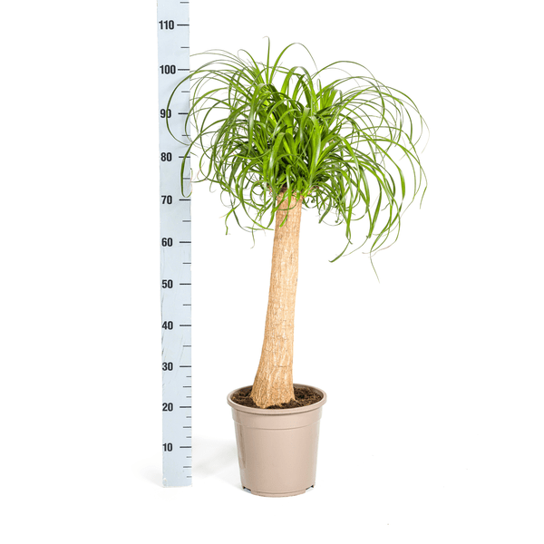 Beaucarnea Recurvata Stam Ø24cm - ↕90 - 100cm - Happy City Plants