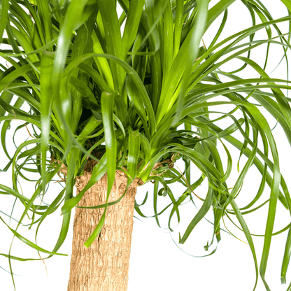 Beaucarnea Recurvata Stam Ø24cm - ↕90 - 100cm - Happy City Plants