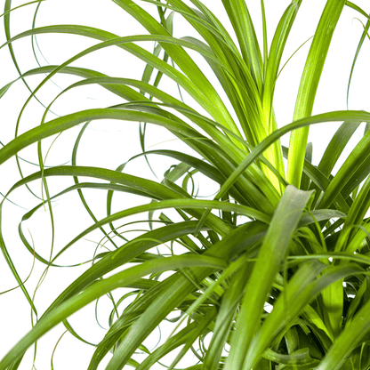 Beaucarnea Recurvata Stam Ø24cm - ↕90 - 100cm - Happy City Plants