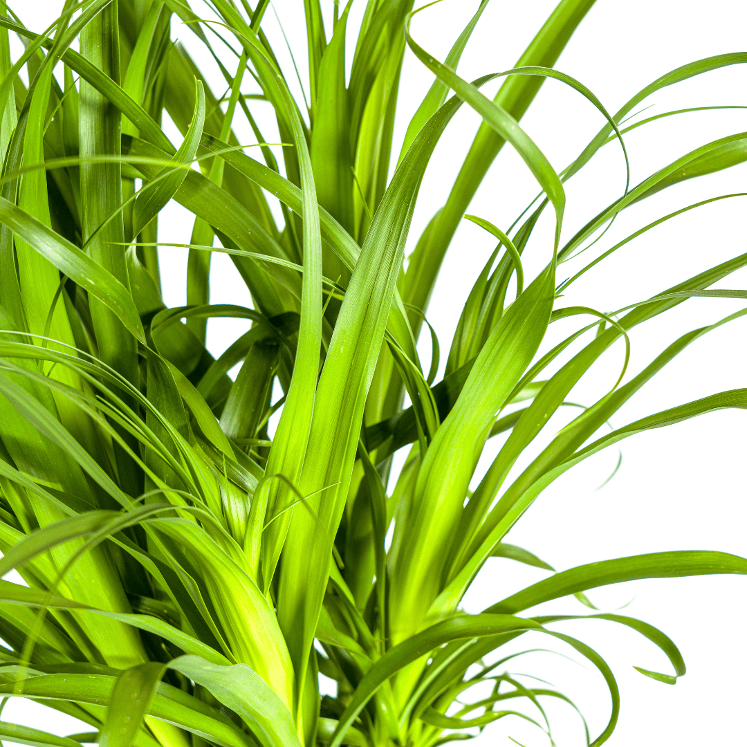 Beaucarnea Recurvata Stam Ø27cm - ↕110 - 130cm - Happy City Plants