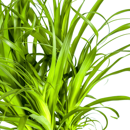 Beaucarnea Recurvata Stam Ø27cm - ↕110 - 130cm - Happy City Plants