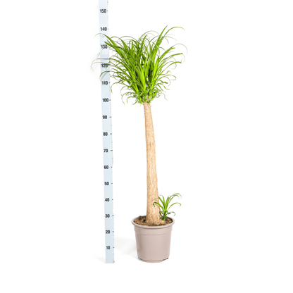 Beaucarnea Recurvata Stam Ø27cm - ↕110 - 130cm - Happy City Plants